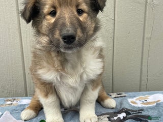 Collie dogs Claire - Ad 17