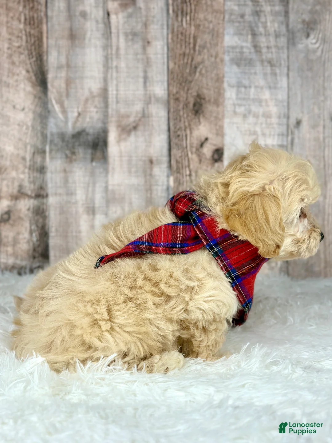 Maltipoo dogs for sale: Girl Abby - 0006 - Ad 4