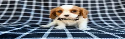 Cavalier King Charles Spaniel dogs for sale: Gunner - Ad 1