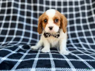 Cavalier King Charles Spaniel dogs Gunner - Ad 1