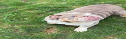 English Bulldog dogs for sale: Raven - Ad 12