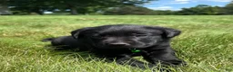 Labrador Retriever dogs for sale: Ivy - Ad 3