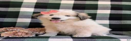 Mixed Breed dogs for sale: Morgan - Ad 2