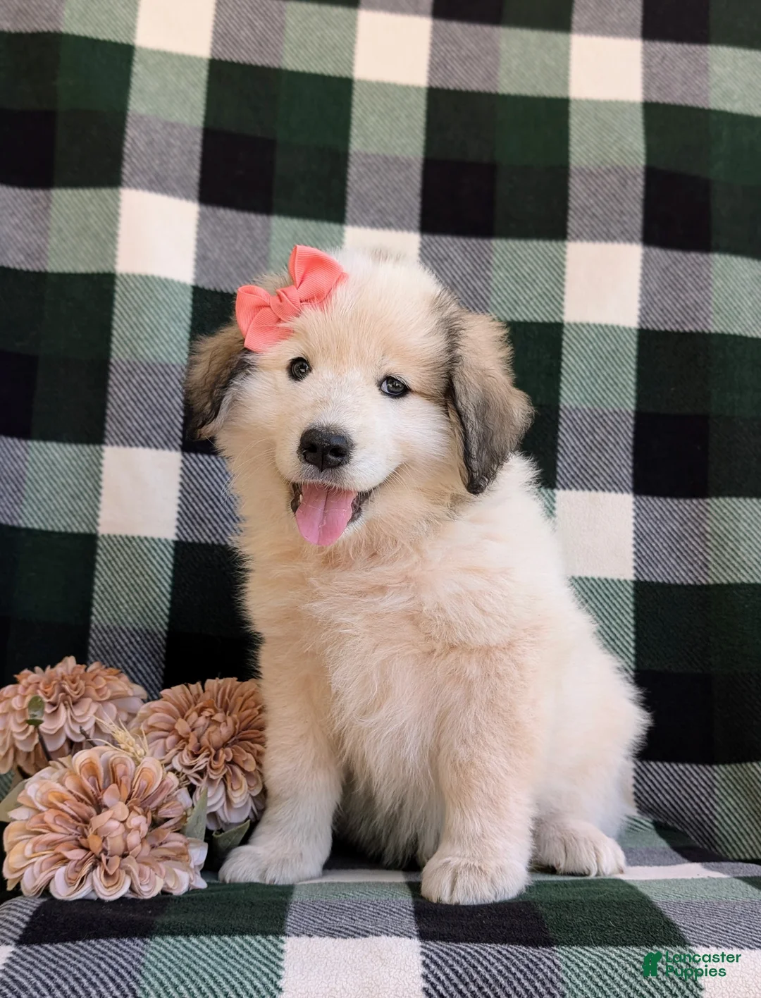 Mixed Breed dogs for sale: Morgan - Ad 2