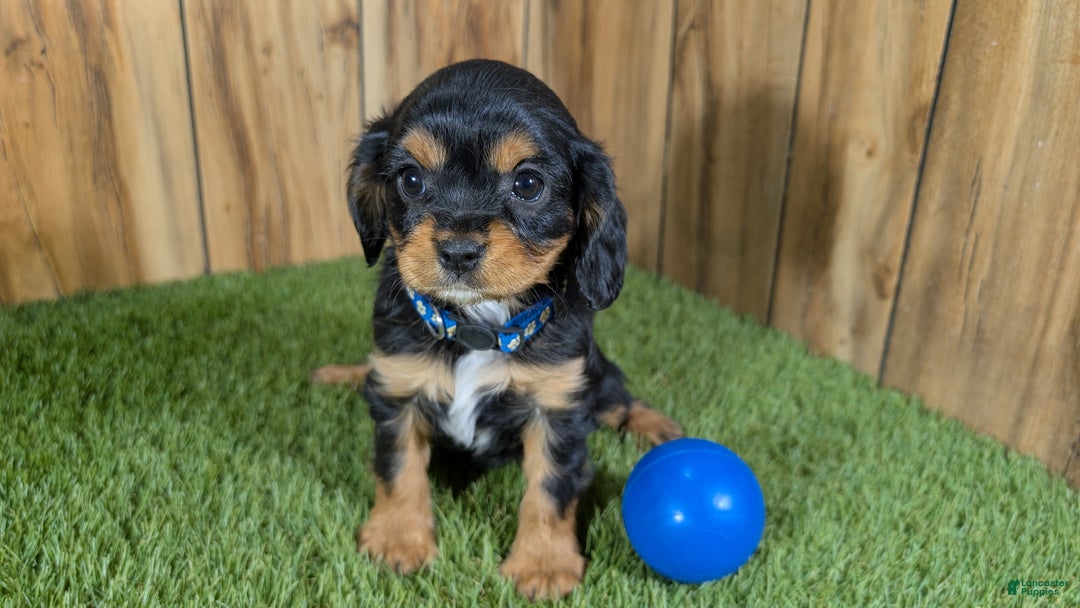 Cavapoo dogs for sale: Bessie Boy 1 - Ad 2