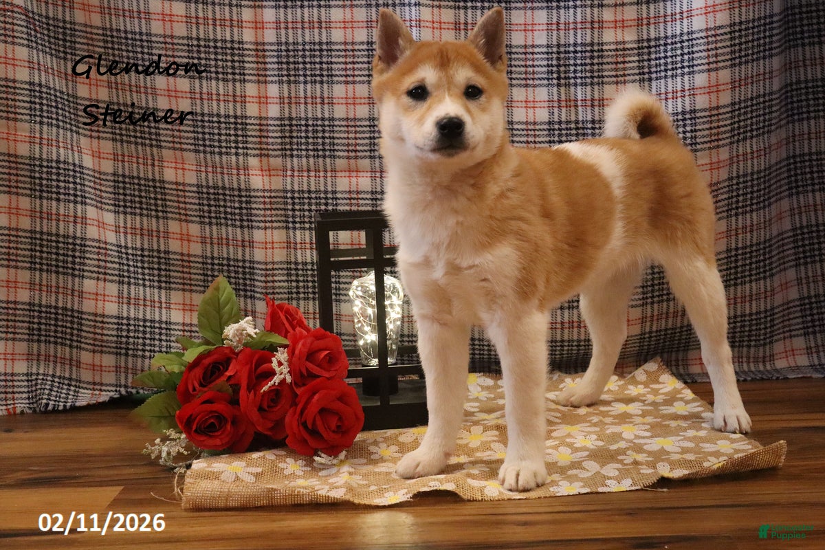 Shiba Inu dogs Harmony - Ad 1