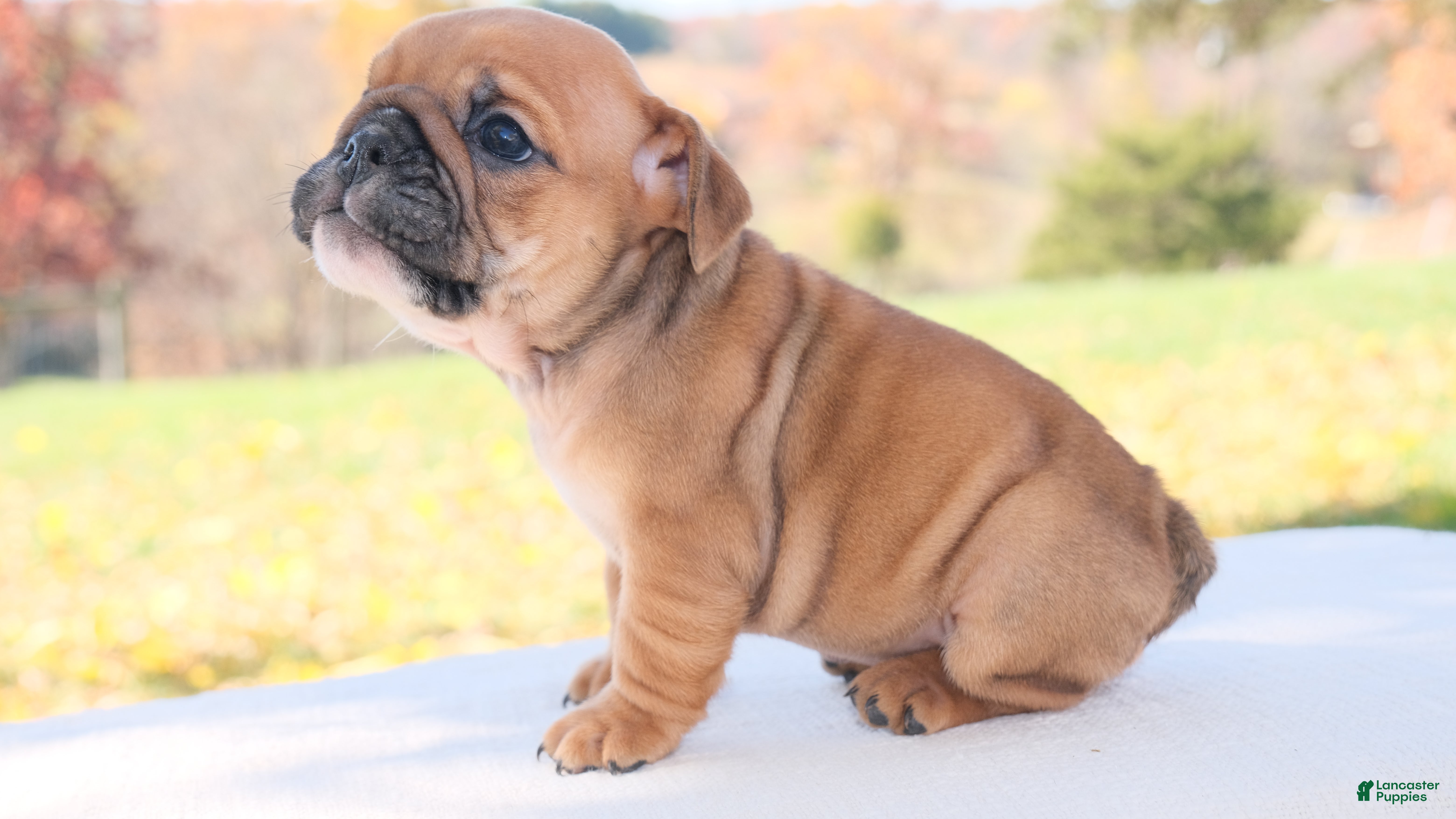English Bulldog dogs for sale: Zoey - Ad 2