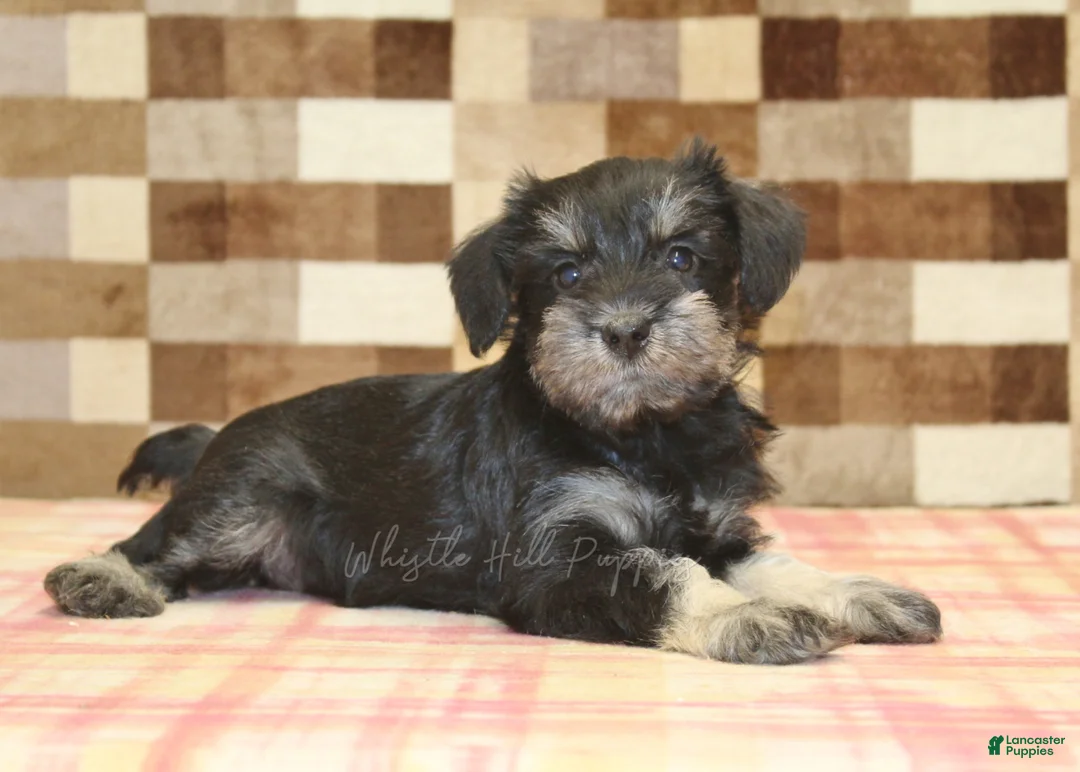 Miniature Schnauzer dogs for sale: Emily - Ad 2