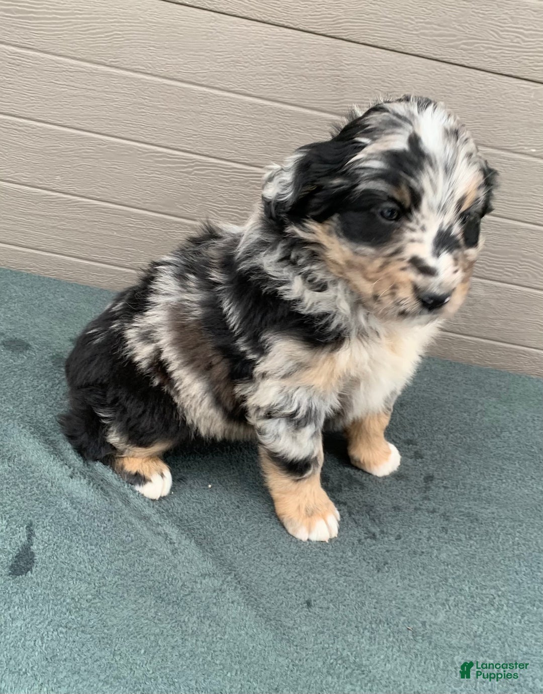 Aussiedoodle dogs for sale: Bella - Ad 4
