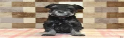 Miniature Schnauzer dogs for sale: Peanut - Ad 3