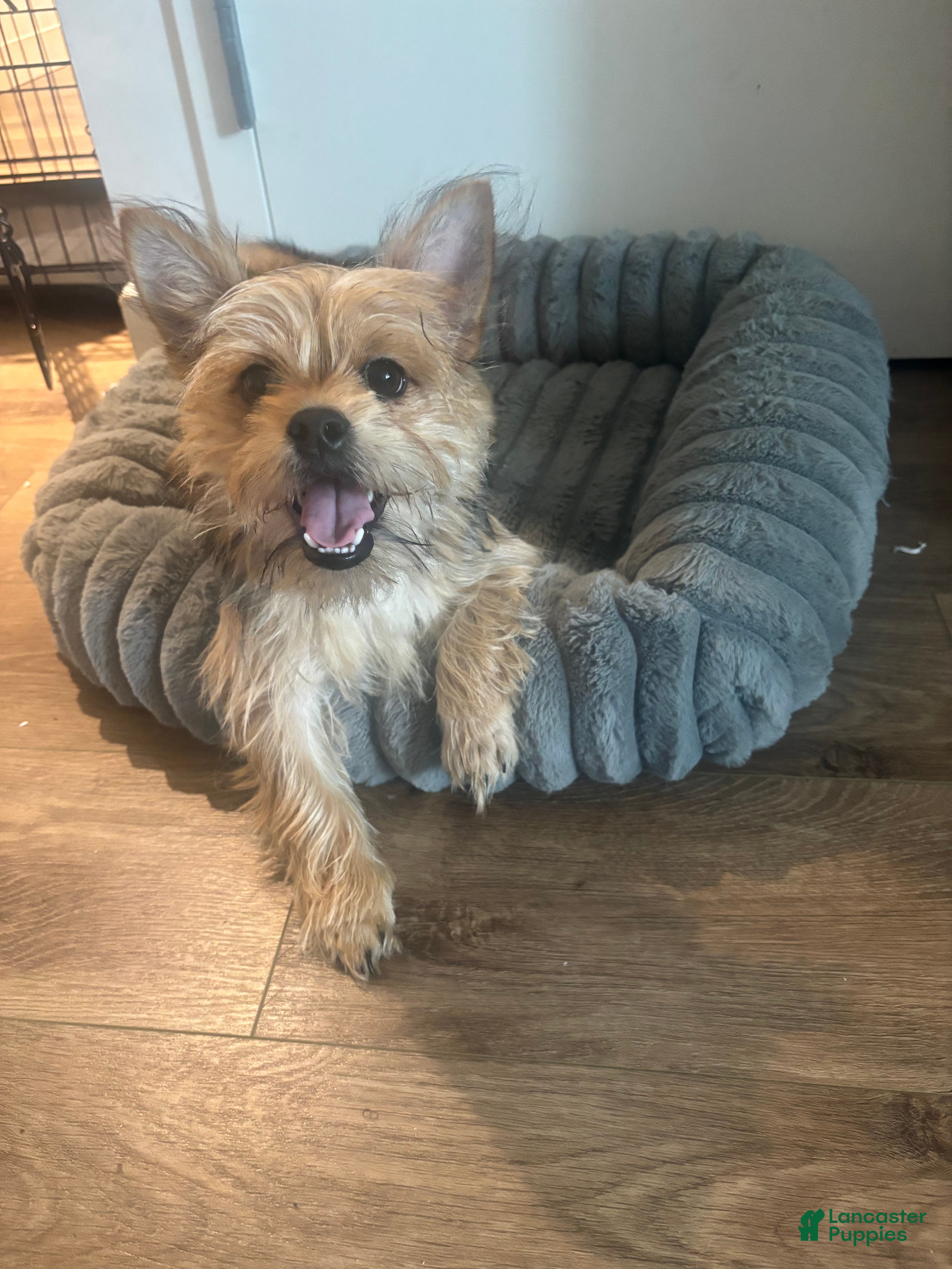 Shorkie dogs Shorkie Puppy 1 - Ad 2