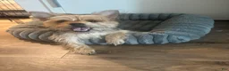 Shorkie dogs for sale: Shorkie Puppy 1 - Ad 2