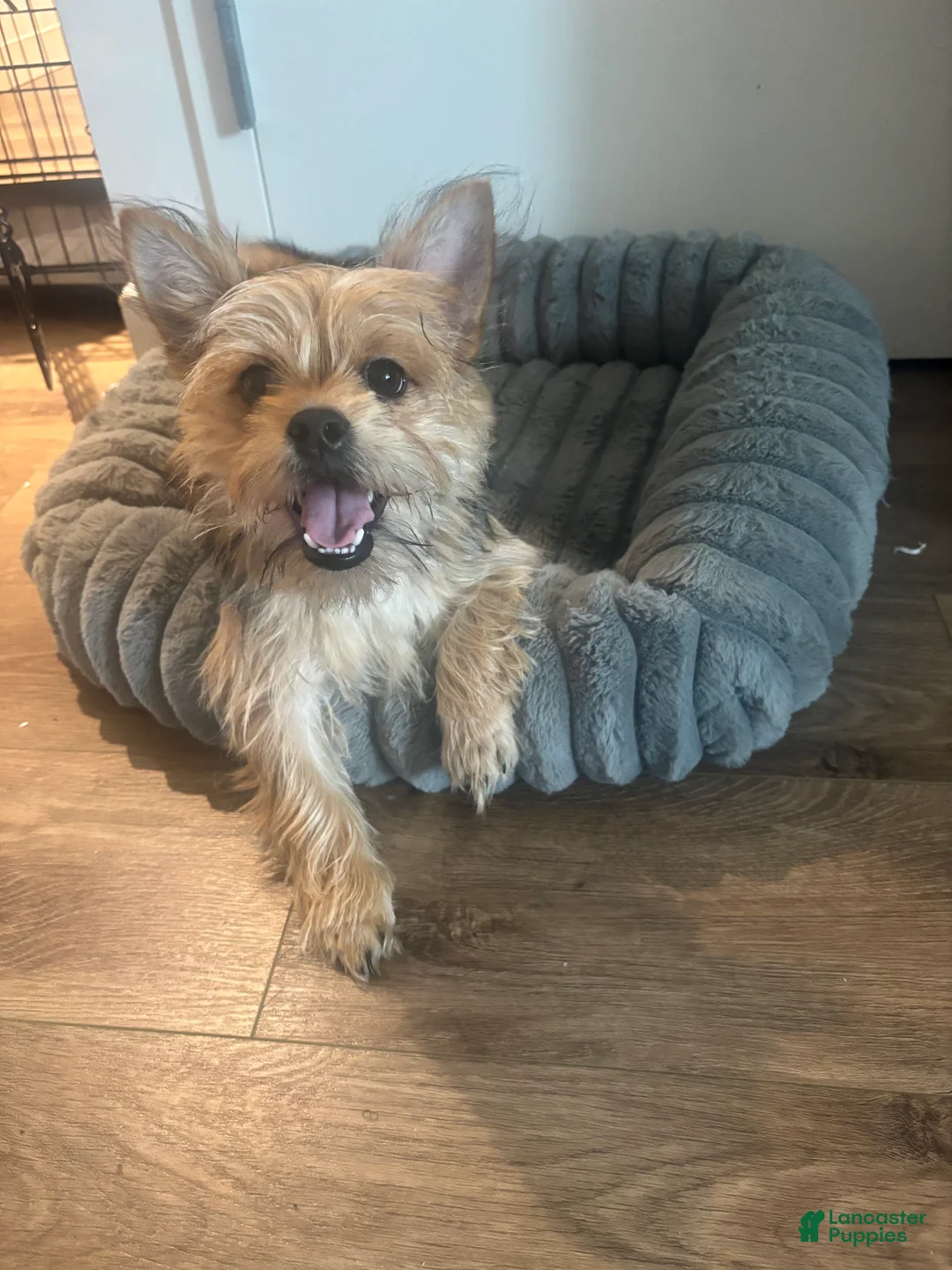 Shorkie dogs for sale: Shorkie Puppy 1 - Ad 2