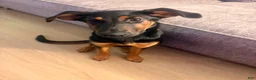 Doberman Pinscher dogs for sale: Raven - Ad 3
