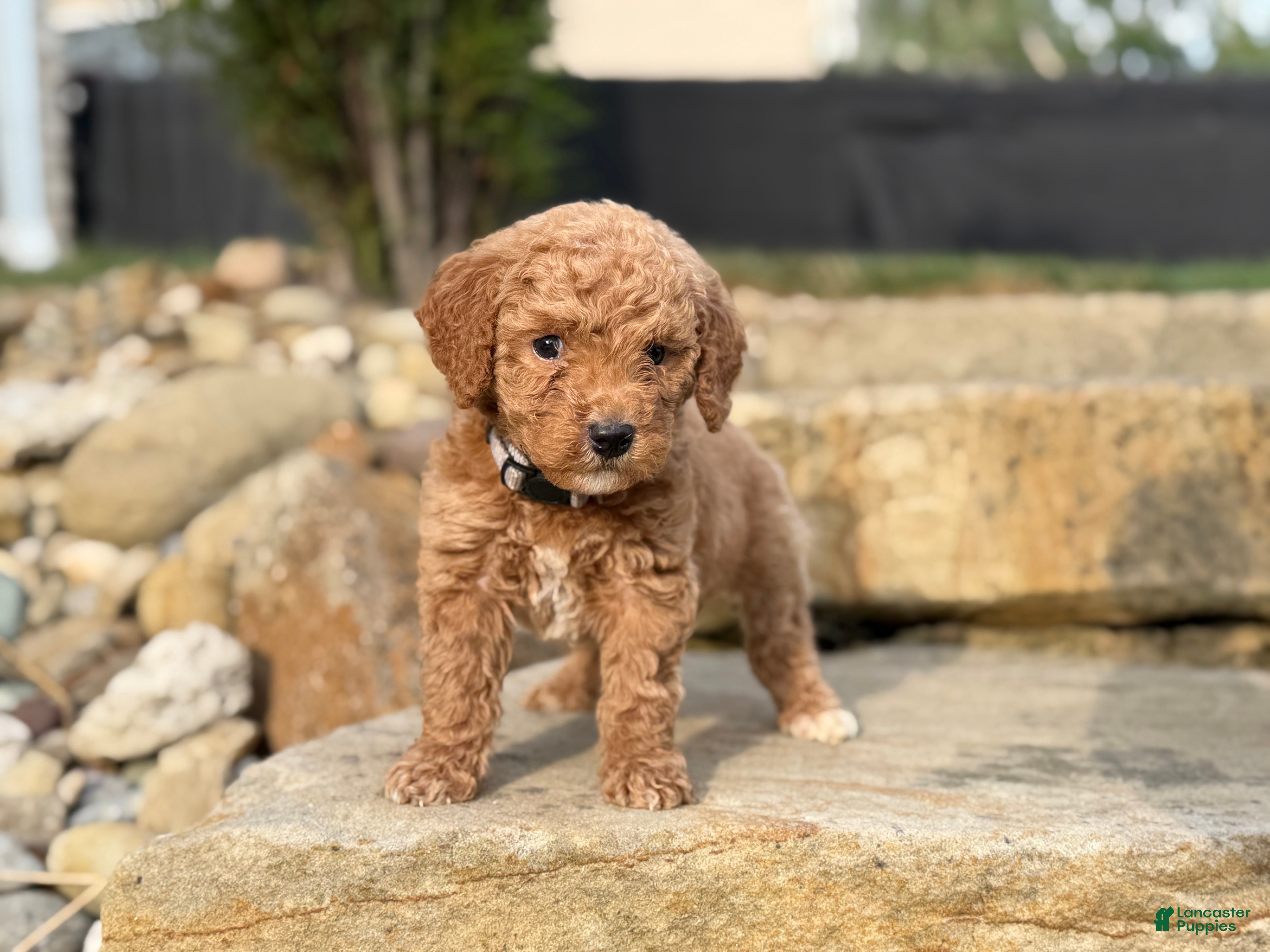 Mini Goldendoodle dogs Mini Goldendoodle (Archie) - Ad 1