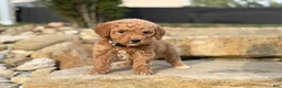 Mini Goldendoodle dogs for sale: Mini Goldendoodle (Archie) - Ad 1
