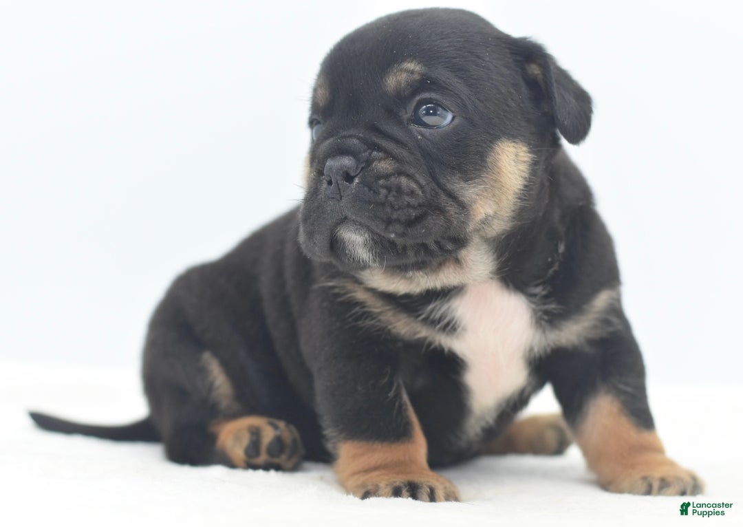 Mixed Breed dogs for sale: Knox tricolor bully puppy  - Ad 4