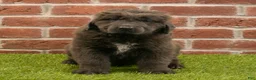 Newfoundland dogs for sale: Henry - Ad 1