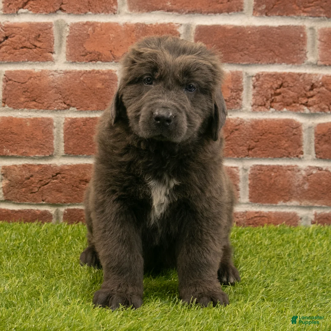 Newfoundland dogs for sale: Henry - Ad 1
