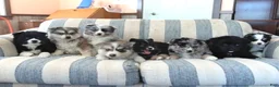 Pomsky dogs for sale: Bennet - Ad 5