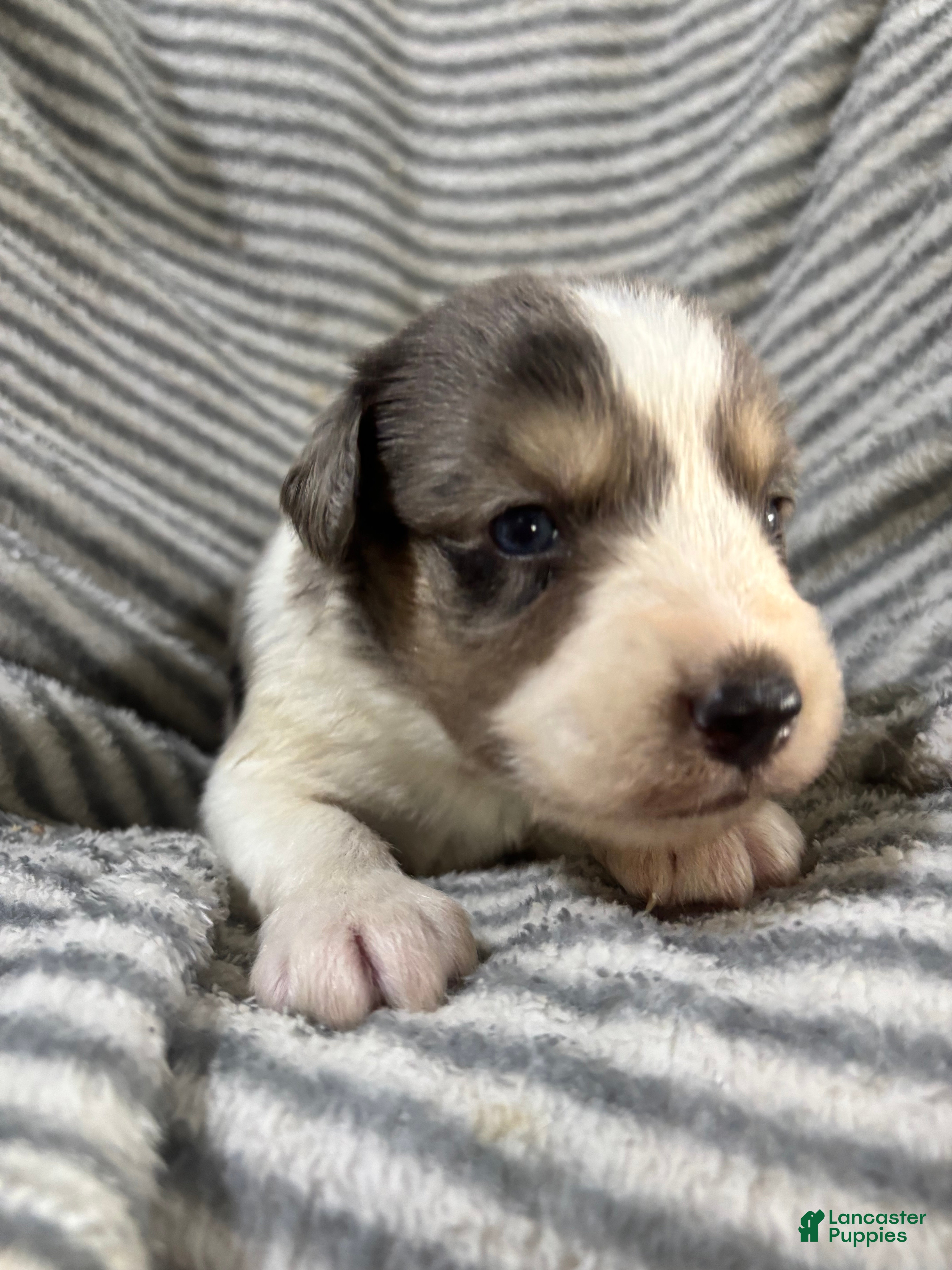 Mini Aussiedoodle dogs Twix - Ad 1