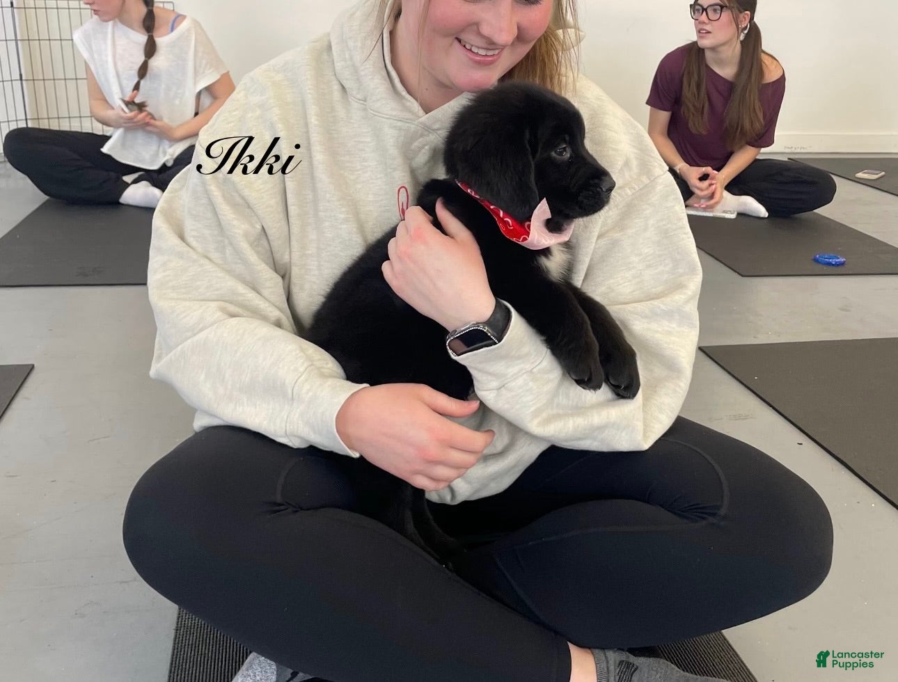 Mixed Breed dogs Ikki - Ad 2