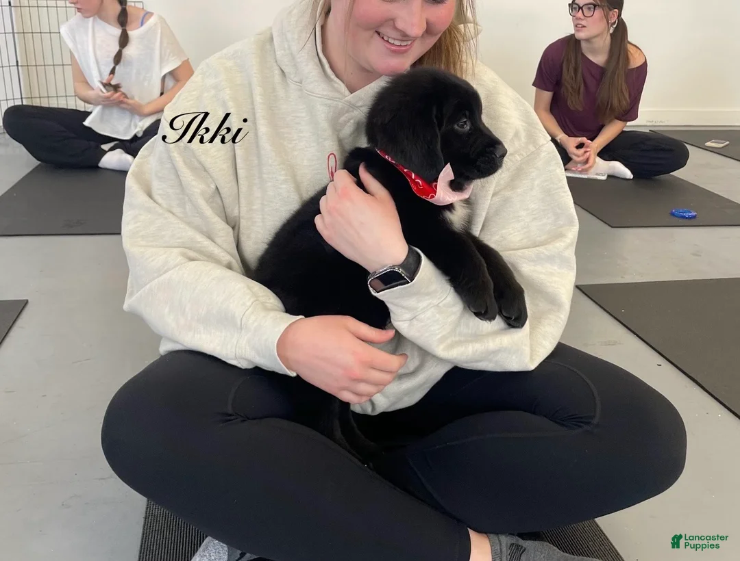 Mixed Breed dogs for sale: Ikki - Ad 2