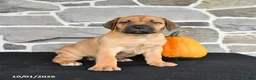 Mixed Breed dogs for sale: Sasha - Ad 4