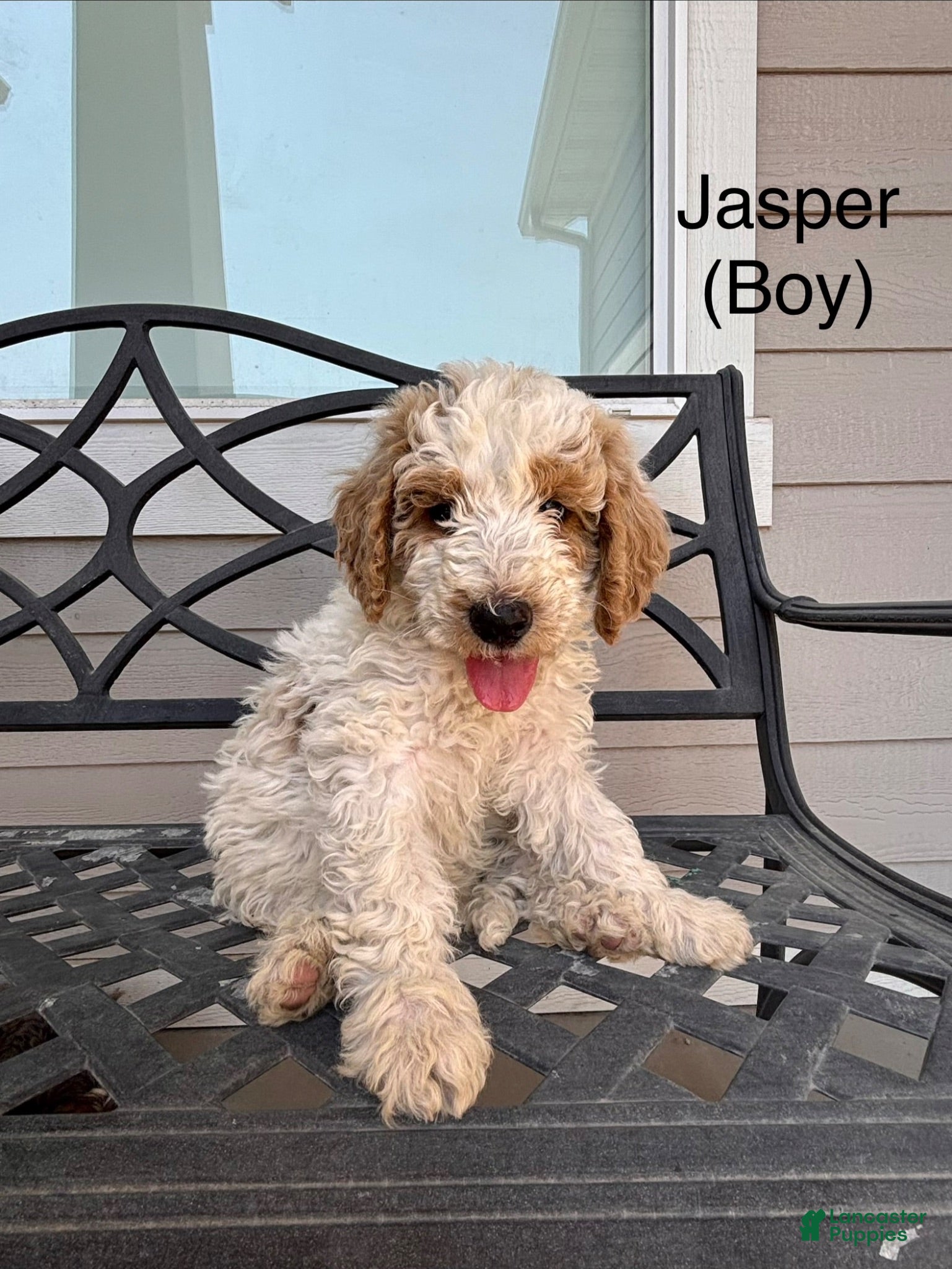 Mini Bernedoodle dogs Jasper - Ad 2