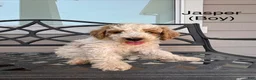 Mini Bernedoodle dogs for sale: Jasper - Ad 1