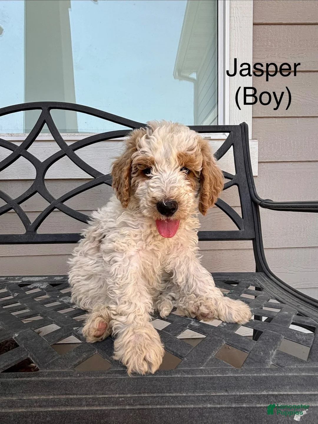 Mini Bernedoodle dogs for sale: Jasper - Ad 1