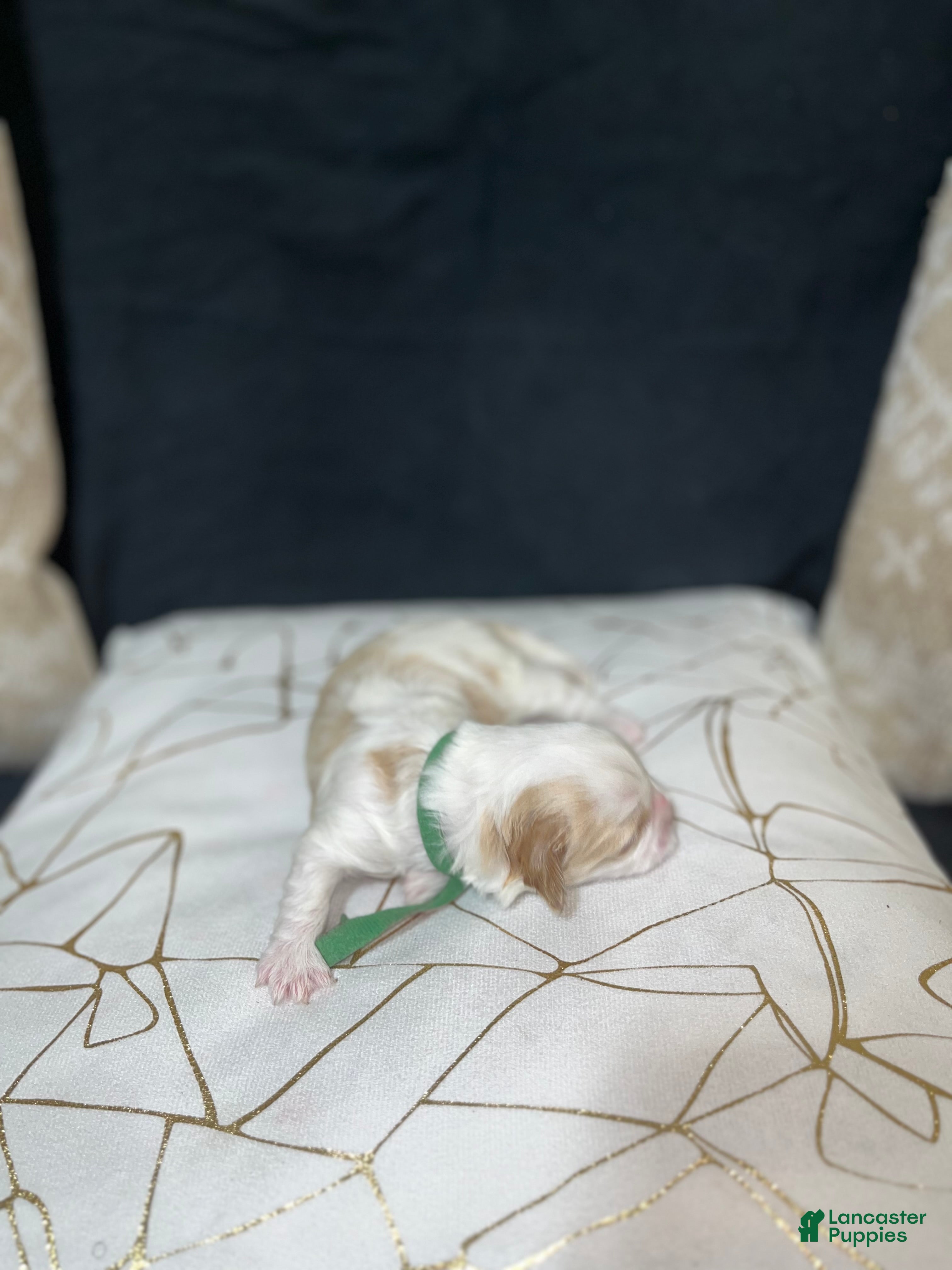 Shih Tzu dogs Clover - Ad 41