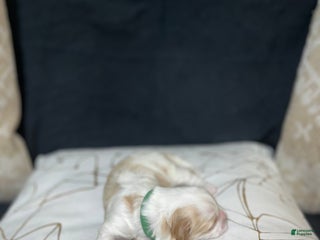 Shih Tzu dogs Clover - Ad 3