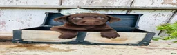 Labrador Retriever dogs for sale: Sally  - Ad 7