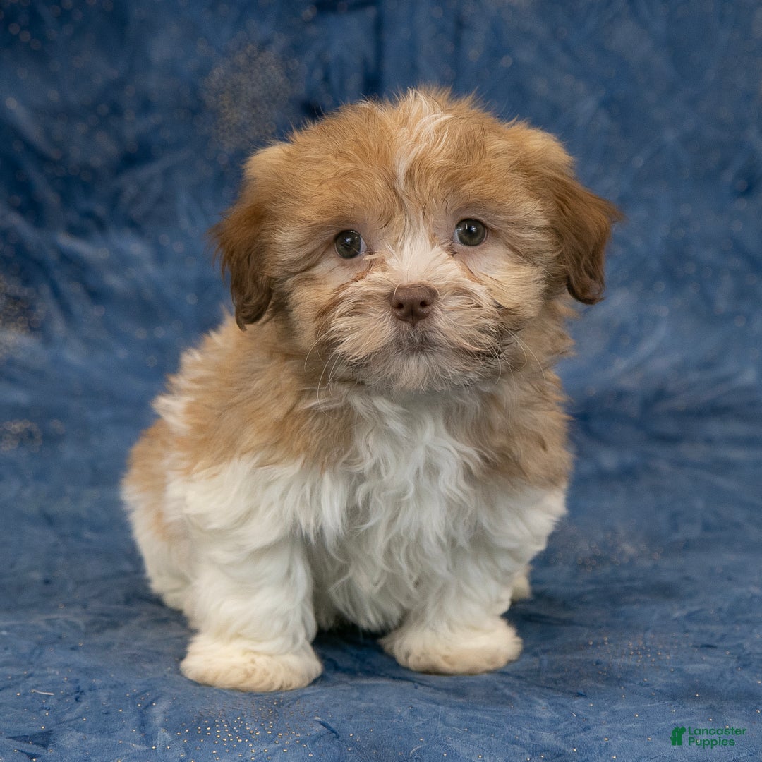 Havapoo dogs for sale: Buddy - Ad 2