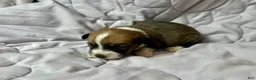 American Corgi dogs for sale: Sable male - Ad 3