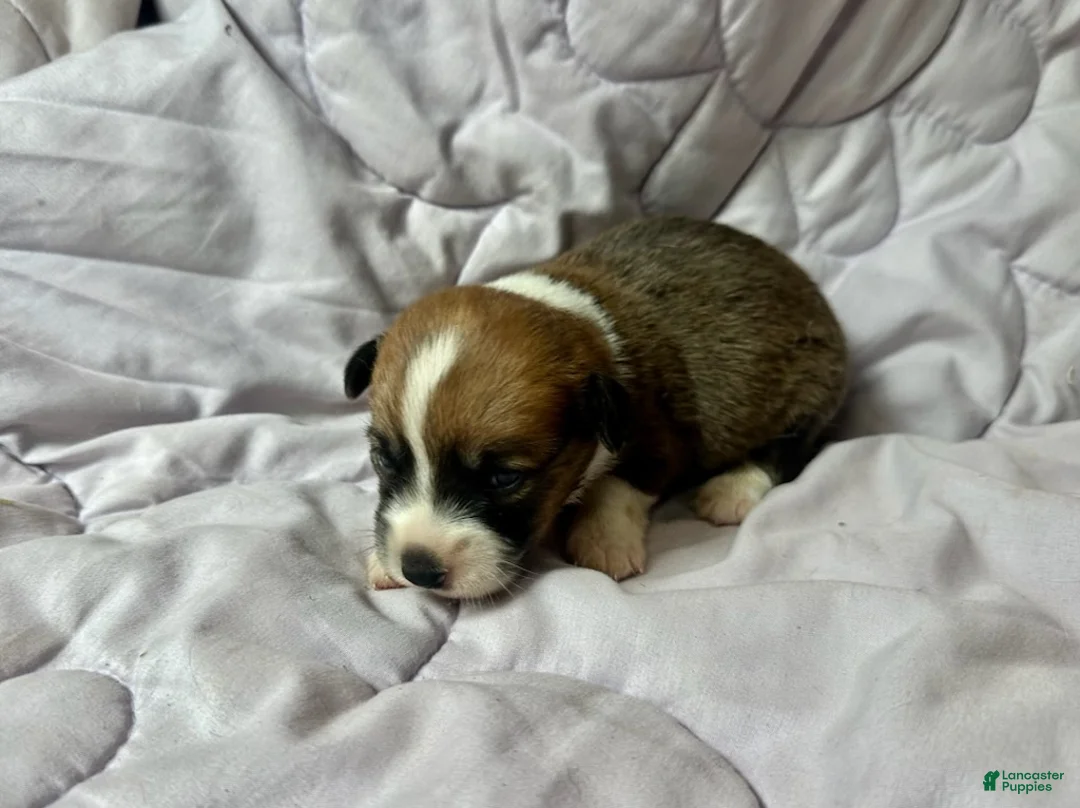 American Corgi dogs for sale: Sable male - Ad 3