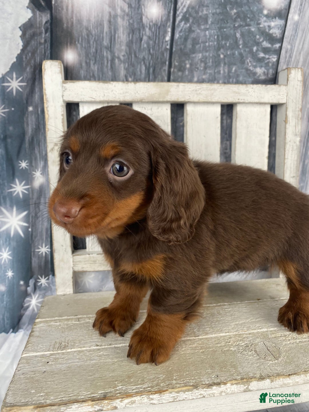 Miniature Dachshund dogs for sale: Phoebe - Ad 5