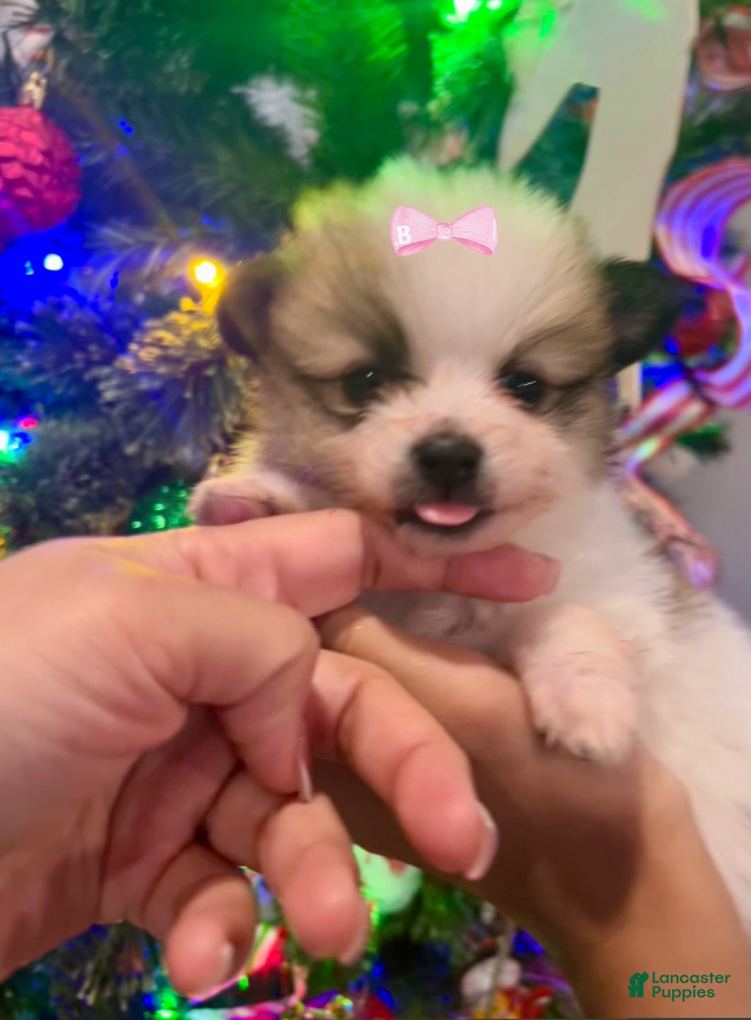 Pomeranian dogs for sale: Snowball  - Ad 3