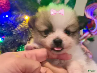 Pomeranian dogs Snowball - Ad 10