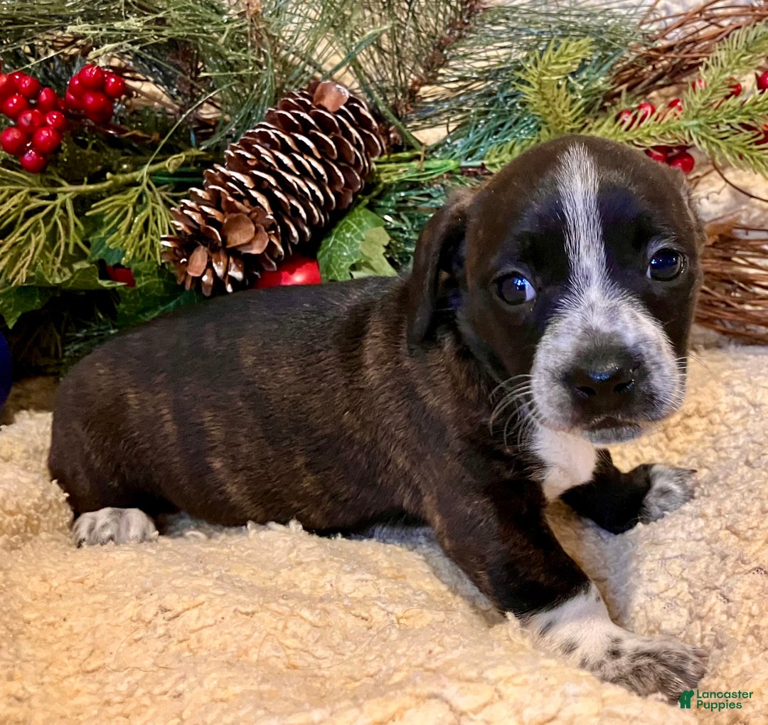 Mixed Breed dogs for sale: Lucy Love Ricardo - Ad 5