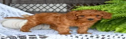 Cavapoo dogs for sale: Adam - Ad 3
