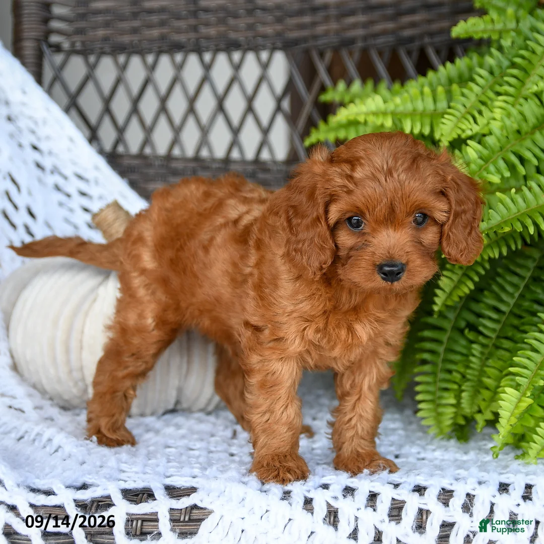Cavapoo dogs for sale: Adam - Ad 3