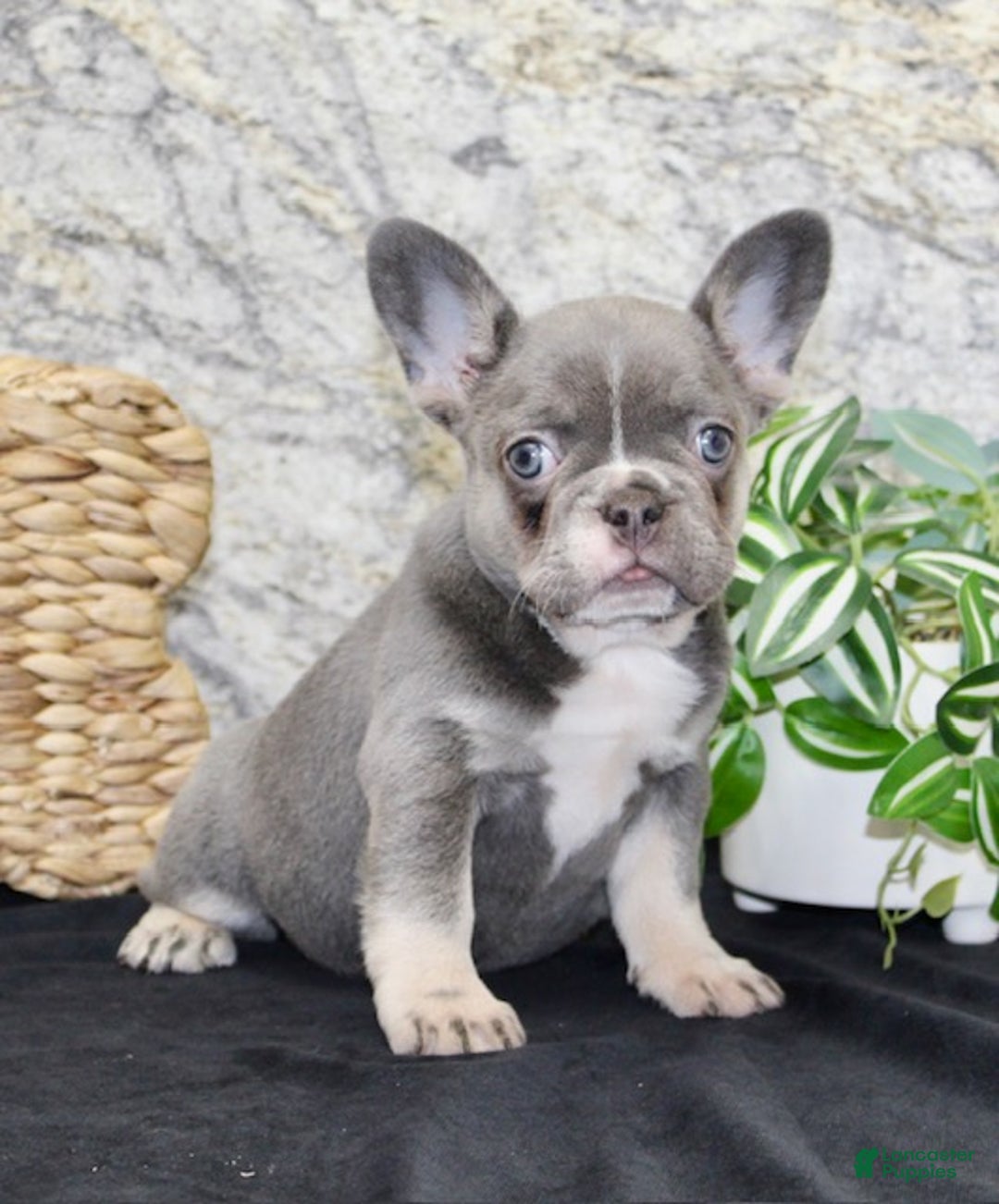 French Bulldog dogs for sale: Sophia - Ad 3