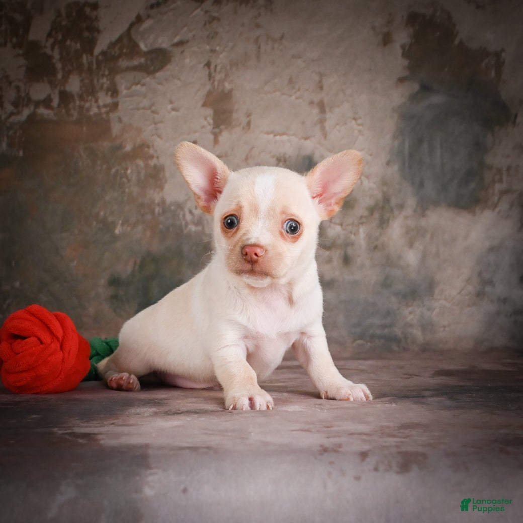 Chihuahua dogs for sale: Jackson - Ad 4