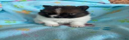 Pomeranian dogs for sale: Pomeranian 3 - Ad 4