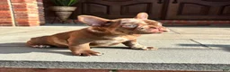 French Bulldog dogs for sale: Rojo Merle boy  - Ad 4