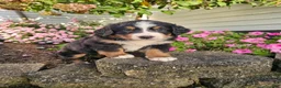 Bernese Mountain Dog dogs for sale: Luna  - Ad 2