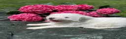 Great Pyrenees dogs for sale: Moose - Ad 3