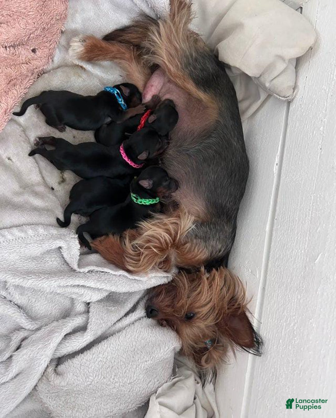 Yorkshire Terrier dogs for sale: Prince Charming - Ad 2